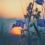 meadow, flower wallpaper, sunset-811339.jpg