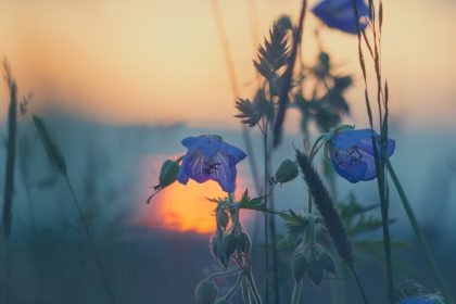 meadow, flower wallpaper, sunset-811339.jpg