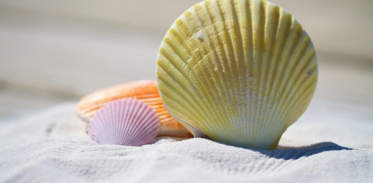 shells, sand, beach, seashells, shore, nature, seashore, sandy, sandy beach, mollusks, summer, vacation-792912.jpg
