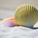shells, sand, beach, seashells, shore, nature, seashore, sandy, sandy beach, mollusks, summer, vacation-792912.jpg