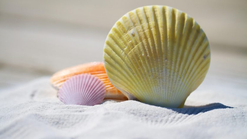 shells, sand, beach, seashells, shore, nature, seashore, sandy, sandy beach, mollusks, summer, vacation-792912.jpg